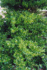 Wintercreeper (Euonymus fortunei) at Harvard Nursery