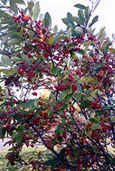 Red Chokeberry (Aronia arbutifolia) at Harvard Nursery