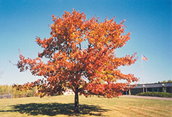 Red Oak (Quercus rubra) at Harvard Nursery