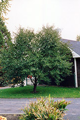 Montmorency Cherry (Prunus 'Montmorency') at Harvard Nursery