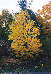Katsura Tree (Cercidiphyllum japonicum) at Harvard Nursery