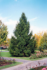 Norway Spruce (Picea abies) at Harvard Nursery