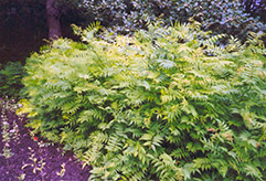 False Spirea (Sorbaria sorbifolia) at Harvard Nursery