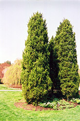 Eastern Redcedar (Juniperus virginiana) at Harvard Nursery