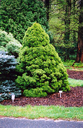 Dwarf Alberta Spruce (Picea glauca 'Conica') at Harvard Nursery