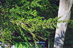 Canadian Hemlock (Tsuga canadensis) at Harvard Nursery