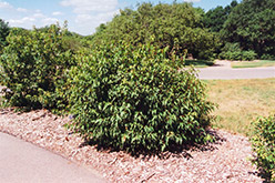 Bailey Compact Amur Maple (Acer ginnala 'Bailey Compact') at Harvard Nursery