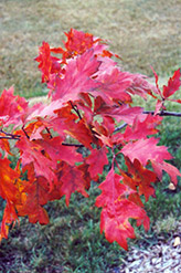 Red Oak (Quercus rubra) at Harvard Nursery