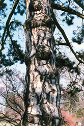 Austrian Pine (Pinus nigra) at Harvard Nursery