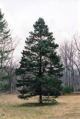 Rocky Mountain Douglas Fir (Pseudotsuga menziesii 'var. glauca') at Harvard Nursery