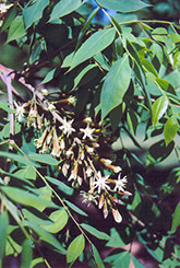 Kentucky Coffeetree (Gymnocladus dioicus) at Harvard Nursery