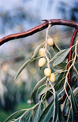 Russian Olive (Elaeagnus angustifolia) at Harvard Nursery