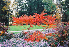 Cutleaf Staghorn Sumac (Rhus typhina 'Laciniata') at Harvard Nursery