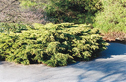 Pfitzer Juniper (Juniperus x media 'Pfitzeriana') at Harvard Nursery