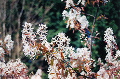 Cole's Select Serviceberry (Amelanchier x grandiflora 'Cole's Select') at Harvard Nursery