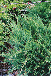 Sea Green Juniper (Juniperus chinensis 'Sea Green') at Harvard Nursery