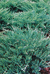 Sargent's Juniper (Juniperus chinensis 'var. sargentii') at Harvard Nursery
