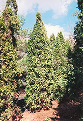 Pyramidal Arborvitae (Thuja occidentalis 'Fastigiata') at Harvard Nursery