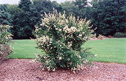 Cheyenne Common Privet (Ligustrum vulgare 'Cheyenne') at Harvard Nursery