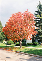 Ohio Buckeye (Aesculus glabra) at Harvard Nursery