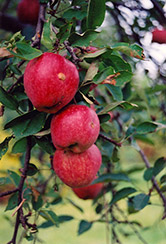 Braeburn Apple (Malus 'Braeburn') at Harvard Nursery