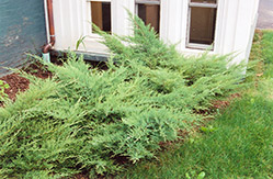 Kallay's Compact Juniper (Juniperus x media 'Kallay's Compact') at Harvard Nursery