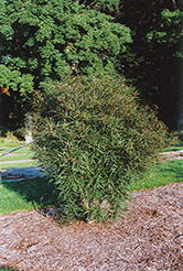 Cutleaf Glossy Buckthorn (Rhamnus frangula 'Asplenifolia') at Harvard Nursery