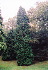 Hetz Wintergreen Arborvitae (Thuja occidentalis 'Hetz Wintergreen') at Harvard Nursery