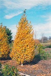 Whitespire Birch (Betula populifolia 'Whitespire') at Harvard Nursery
