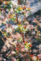 False Spirea (Sorbaria sorbifolia) at Harvard Nursery