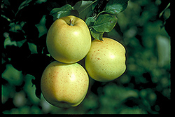 Honeygold Apple (Malus 'Honeygold') at Harvard Nursery