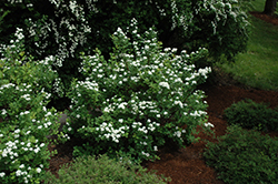 White Frost Spirea (Spiraea betulifolia 'Tor') at Harvard Nursery