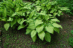 Gold Standard Hosta (Hosta 'Gold Standard') at Harvard Nursery