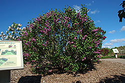 Sensation Lilac (Syringa vulgaris 'Sensation') at Harvard Nursery