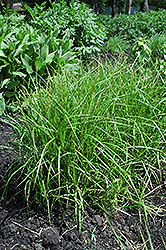 Palm Sedge (Carex muskingumensis) at Harvard Nursery