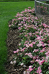 Nearly Wild Rose (Rosa 'Nearly Wild') at Harvard Nursery