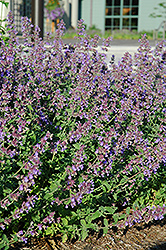 Walker's Low Catmint (Nepeta x faassenii 'Walker's Low') at Harvard Nursery
