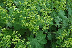 Lady's Mantle (Alchemilla mollis) at Harvard Nursery