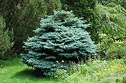 Globe Blue Spruce (Picea pungens 'Globosa') at Harvard Nursery