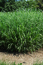 Silver Feather Maiden Grass (Miscanthus sinensis 'Silver Feather') at Harvard Nursery