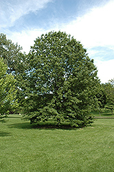 Northern Pin Oak (Quercus ellipsoidalis) at Harvard Nursery