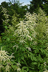 Goatsbeard (Aruncus dioicus) at Harvard Nursery