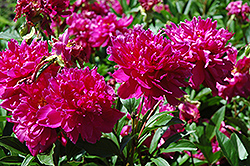 Karl Rosenfield Peony (Paeonia 'Karl Rosenfield') at Harvard Nursery