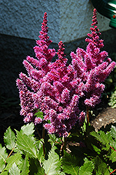 Visions Astilbe (Astilbe chinensis 'Visions') at Harvard Nursery
