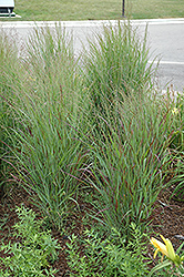 Shenandoah Reed Switch Grass (Panicum virgatum 'Shenandoah') at Harvard Nursery