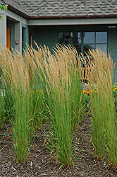 Karl Foerster Reed Grass (Calamagrostis x acutiflora 'Karl Foerster') at Harvard Nursery