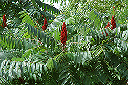 Staghorn Sumac (Rhus typhina) at Harvard Nursery