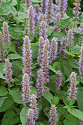 Blue Fortune Anise Hyssop (Agastache 'Blue Fortune') at Harvard Nursery