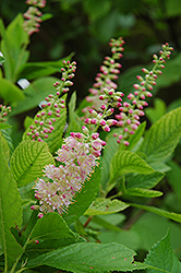 Ruby Spice Summersweet (Clethra alnifolia 'Ruby Spice') at Harvard Nursery