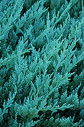 Blue Chip Juniper (Juniperus horizontalis 'Blue Chip') at Harvard Nursery